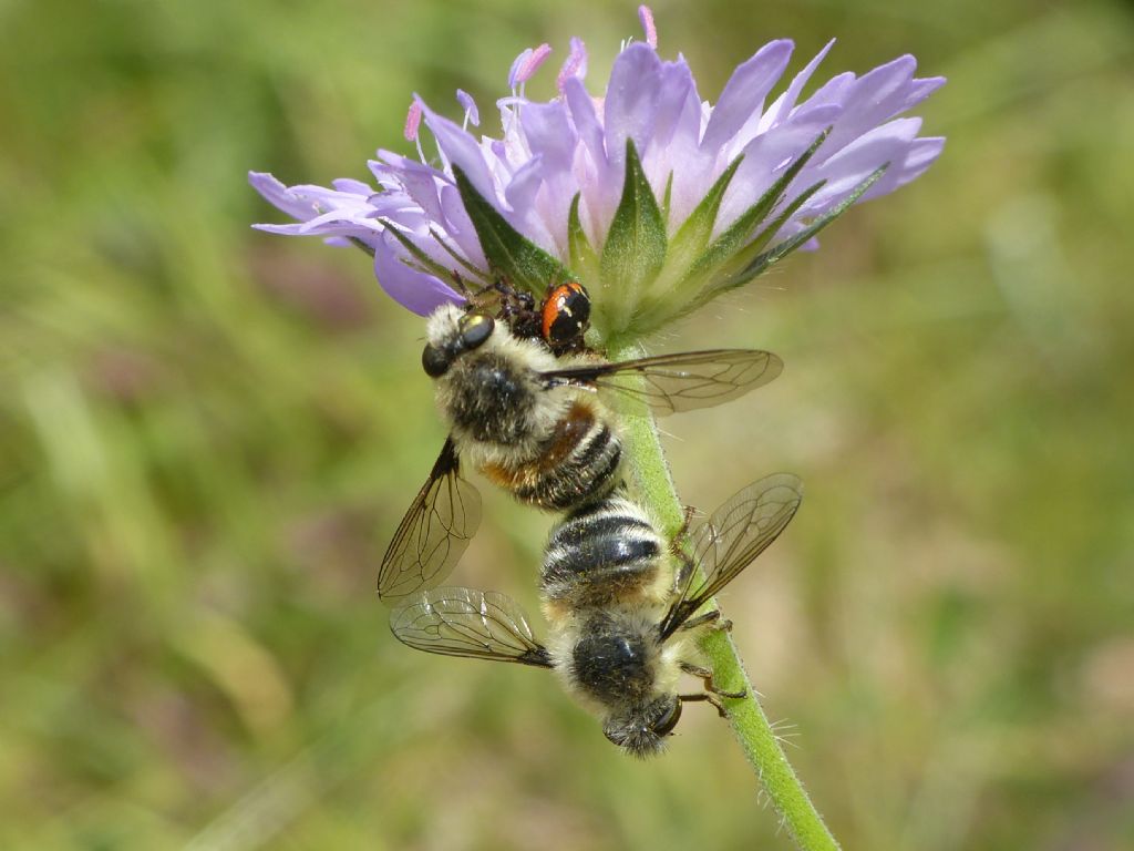 Phallenia fasciata, accoppiamento atipico